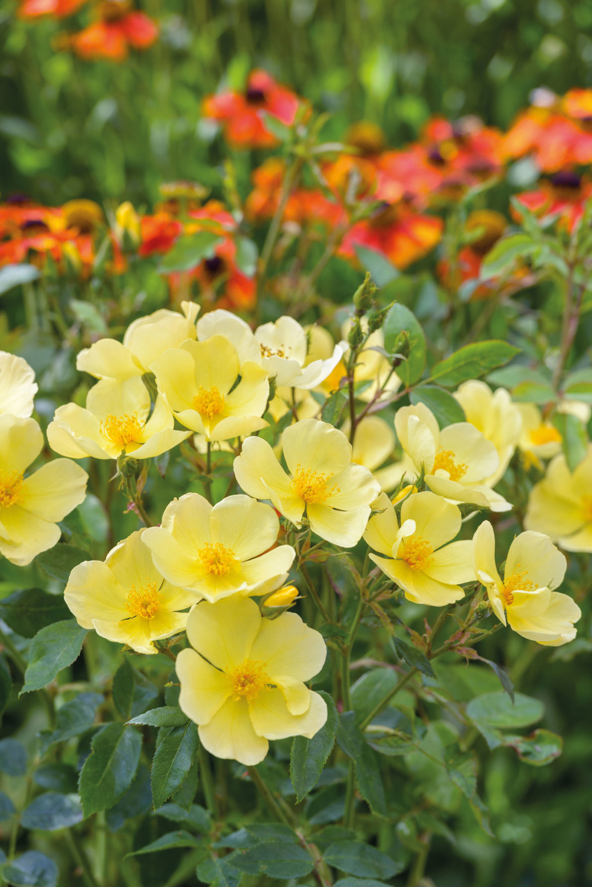 David Austin English Rose Tottering-by-Gently